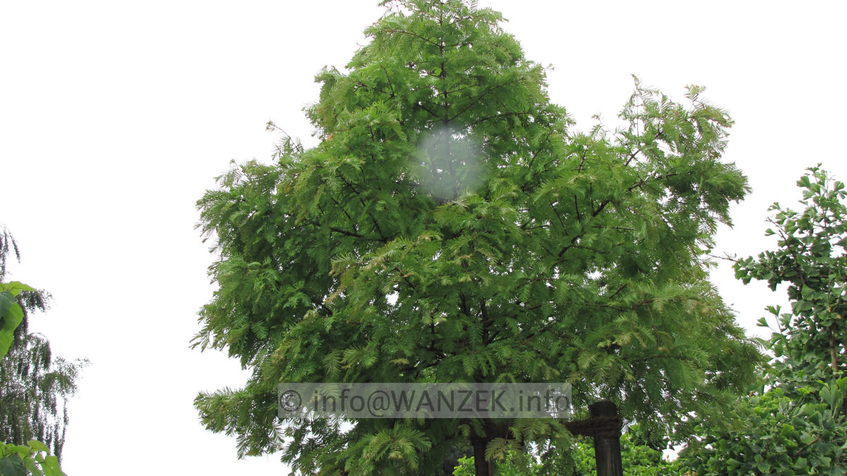 Metasequoia glyptostroboides Matthei 1.JPG